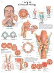 Anatomical Chart - larynx, laminated