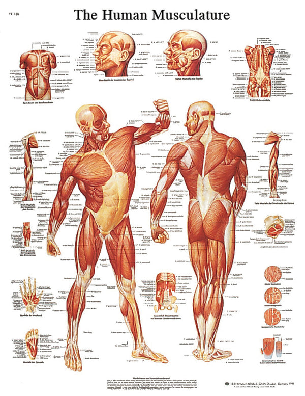 Anatomical Chart - musculature, laminated