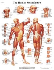 Anatomical Chart - musculature, paper