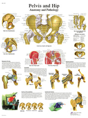Anatomical Chart - hip &amp; pelvis, laminated