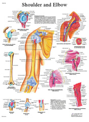 Anatomical Chart - shoulder &amp; elbow, paper