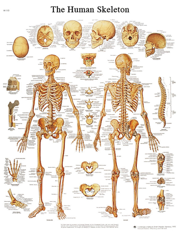 Anatomical Chart - human skeleton, sticky back