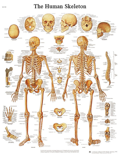 Anatomical Chart - human skeleton, sticky back
