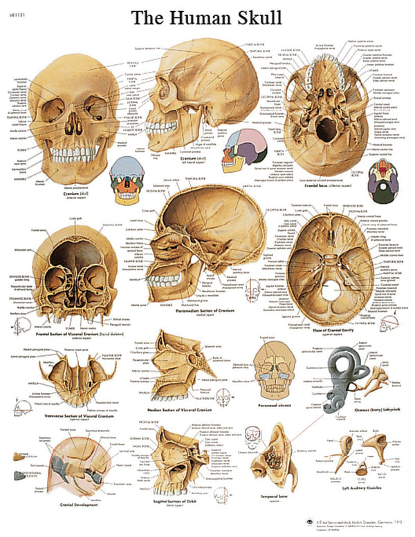 Anatomical Chart - human skull, laminated