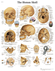 Anatomical Chart - human skull, sticky back