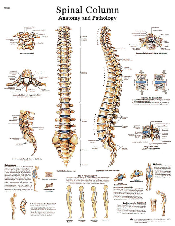 Anatomical Chart - spinal column, laminated