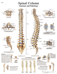 Anatomical Chart - spinal column, laminated
