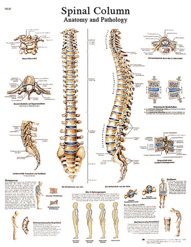 Anatomical Chart - spinal column, sticky back