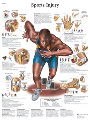Anatomical Chart - sports injuries, sticky back