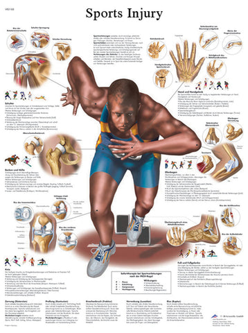Anatomical Chart - sports injuries, laminated