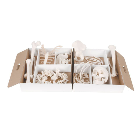 Disarticulated Half Skeleton 52 pieces
